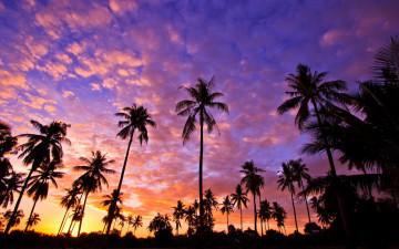 Картинка природа восходы закаты небо закат пальмы