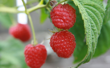Картинка природа Ягоды макро ягоды малина еда растения сад ягода