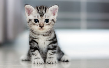 Картинка животные коты маленький котенок пушистик