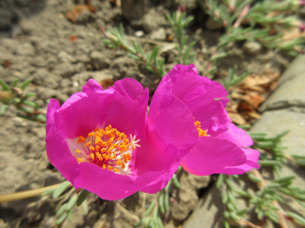 Обои картинки фото цветы, портулак, розовый, солонец