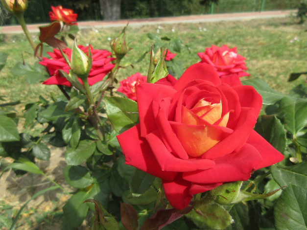 Обои картинки фото цветы, розы, красная, роза