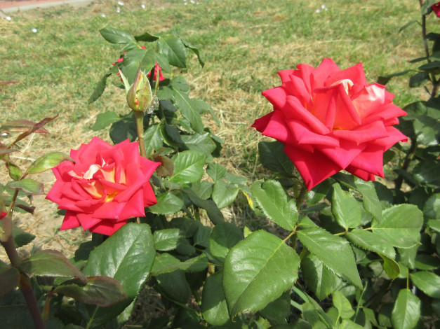 Обои картинки фото цветы, розы, роза, красная