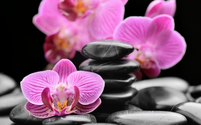 Обои картинки фото цветы, орхидеи, камни, спа