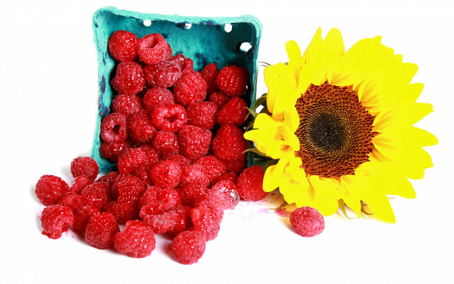 Обои картинки фото еда, малина, ягоды, подсолнух, raspberry, sunflowers