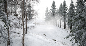 Картинка природа зима дорога снег лес