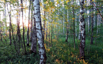 Картинка природа лес березы осень