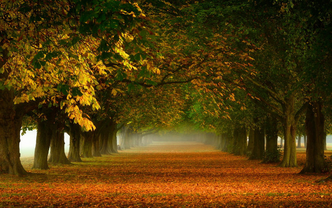 Обои картинки фото природа, деревья, осень, аллея, листопад