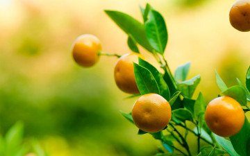 Картинка природа плоды мандарины ветка листья