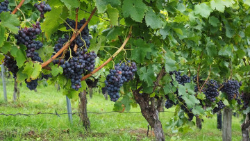 Картинка природа ягоды +виноград грозди виноград урожай
