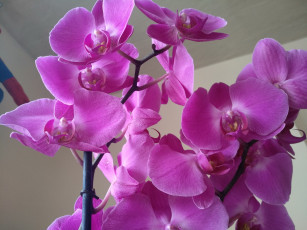 обоя цветы, орхидеи, розовые, экзотика