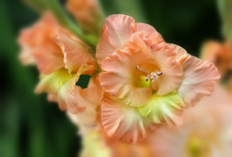 Картинка цветы гладиолусы нежный гладиолус макро
