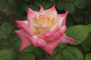 Картинка цветы розы бело-розовая роза макро