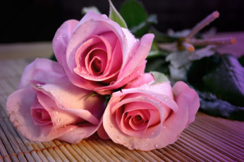 обоя цветы, розы, розовые, бутоны, капли, трио