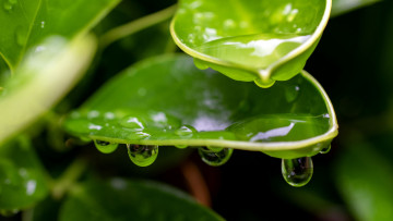 Картинка природа макро листья капли вода