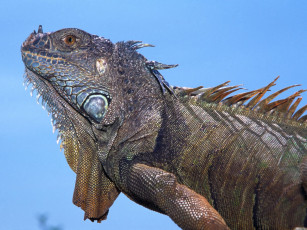 Картинка adult green iguana животные Ящерицы игуаны вараны