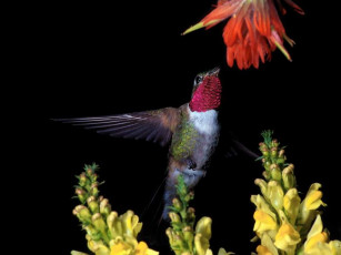 обоя broadtail, hummingbird, животные, колибри