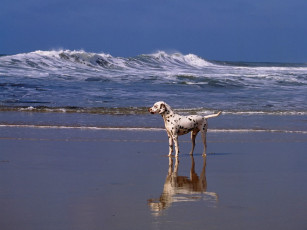 Картинка day at the beach dalmatian животные собаки