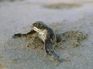 Картинка first break leatherback turtle costa rica животные Черепахи