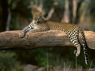 Картинка lazy leopard africa животные леопарды