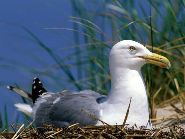 Обои картинки фото herring, gull, животные, Чайки, бакланы, крачки
