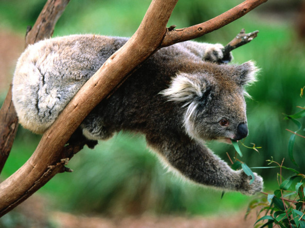 Обои картинки фото koala, greens, животные, коалы