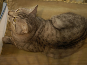 Картинка кот выставки 19 животные коты