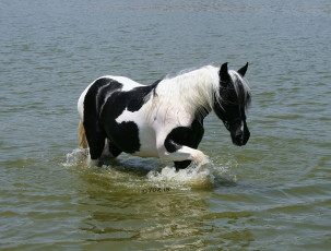 Картинка животные лошади вода лошадь
