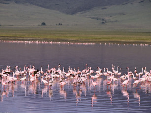Картинка животные фламинго водоем