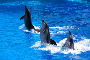 обоя животные, дельфины, дельфинарий