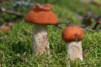 Картинка природа грибы лес гриб подосиновики растения