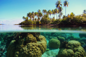 Картинка природа тропики море пальмы морское дно