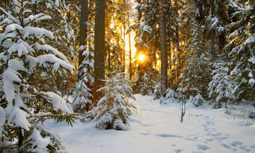 обоя природа, зима, лес, снег, солнце