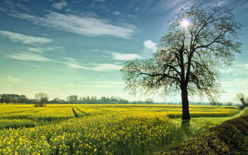 Картинка природа поля лето поле рапс дерево
