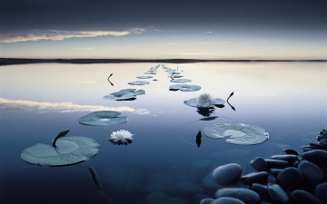 Картинка природа реки озера простор озеро кувшинки