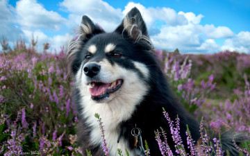 Картинка животные собаки собака поле лаванды