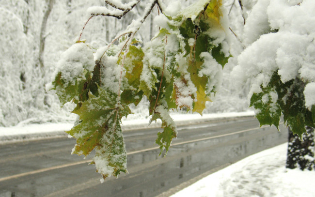 Обои картинки фото заснеженный, клен, природа, зима, дорога, снег, листья