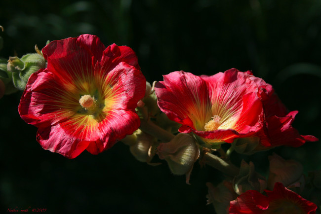 Обои картинки фото цветы, мальвы, красные