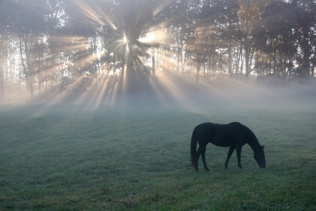 Обои картинки фото животные, лошади, утро, поле, конь, туман, лучи