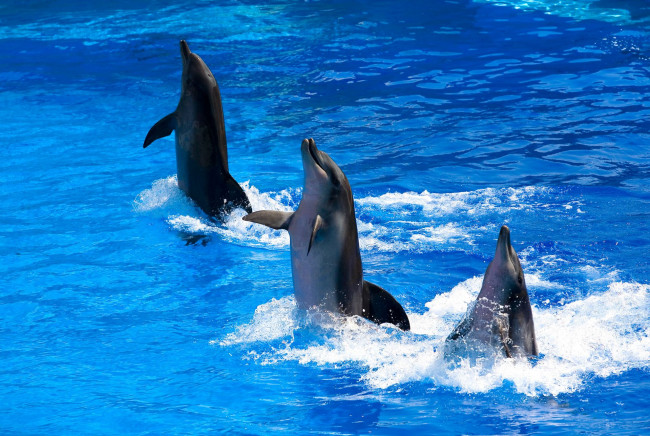 Обои картинки фото животные, дельфины, дельфинарий