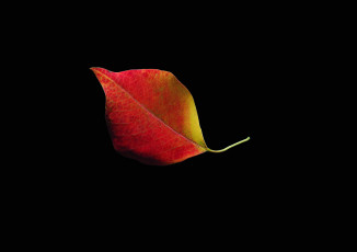 Картинка природа листья лист фон осень
