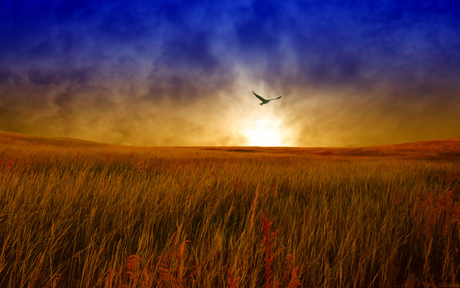 Обои картинки фото природа, восходы, закаты, поле, трава, тучи, свет, солнце