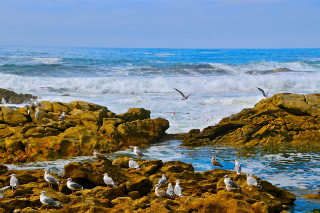 Обои картинки фото атлантический, океан, природа, побережье, камни, чайки, птицы, волны