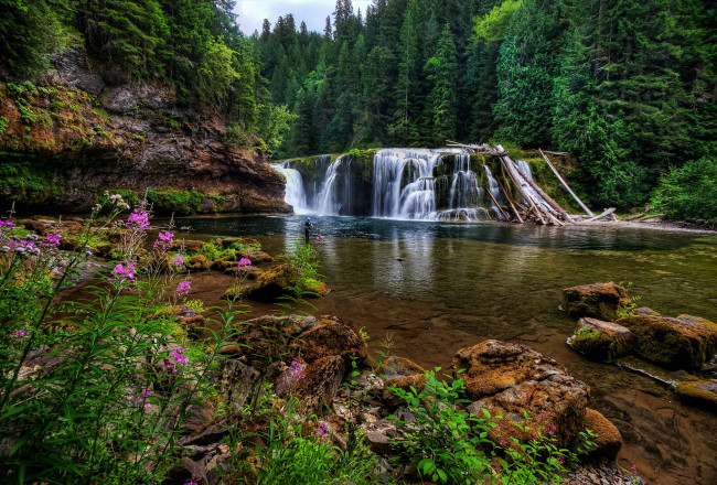 Обои картинки фото lower, lewis, river, falls, washington, природа, водопады, река, льюис, лес, камни, цветы
