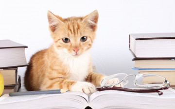 Картинка животные коты книги взгляд рыжый