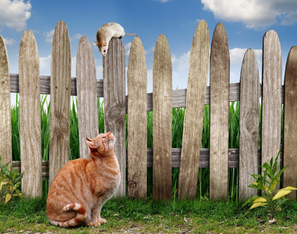 Обои картинки фото животные, разные вместе, небо, трава, забор, облака, мышь, кот