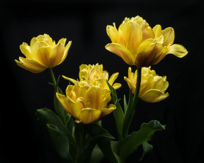 Картинка цветы тюльпаны цветок
