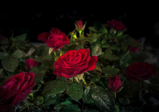 Картинка цветы розы куст капли