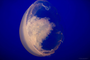 обоя животные, медузы, медуза, подводный, мир, океан