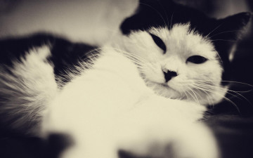 Картинка животные коты кошка кот черно-белая