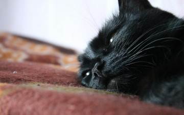 Картинка животные коты пол голова черный кот ковер